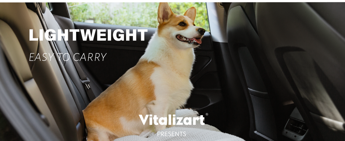 Corgi sitting on a lightweight white waffle throw spread across the back seat of a car