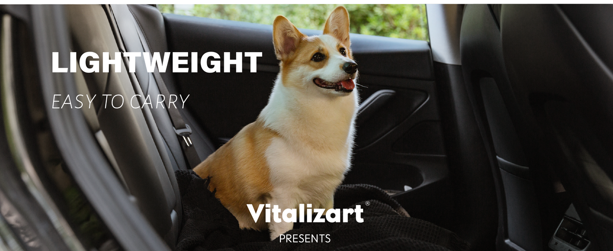 Corgi sitting on a lightweight black waffle-weave throw blanket in a car's back seat